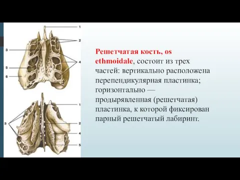 Решетчатая кость, os ethmoidale, состоит из трех частей: вертикально расположена перепендикулярная