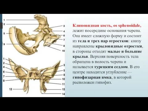 Клиновидная кость, os sphenoidale, лежит посередине основания черепа. Она имеет сложную