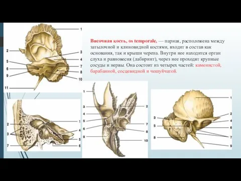 Височная кость, os temporale, — парная, расположена между затылочной и клиновидной