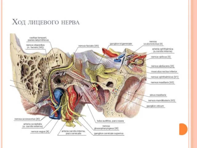 Ход лицевого нерва