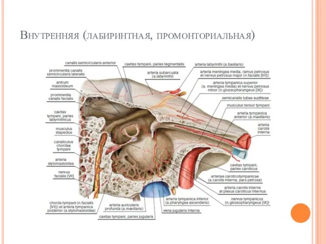 Внутренняя (лабиринтная, промонториальная)