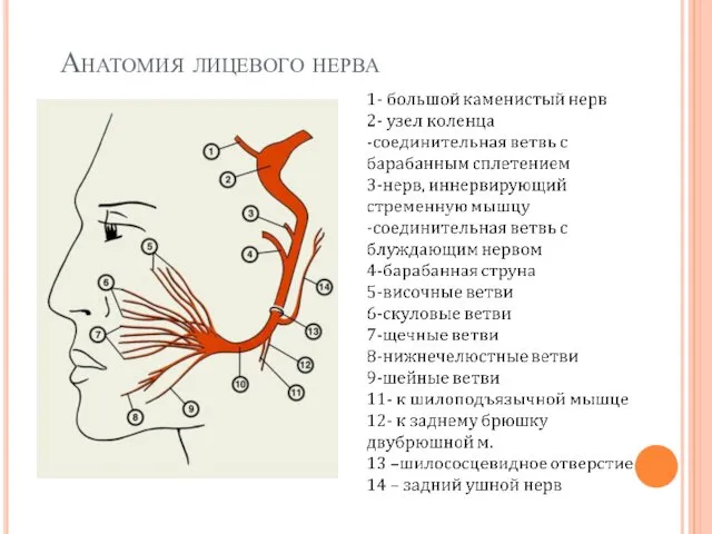 Анатомия лицевого нерва