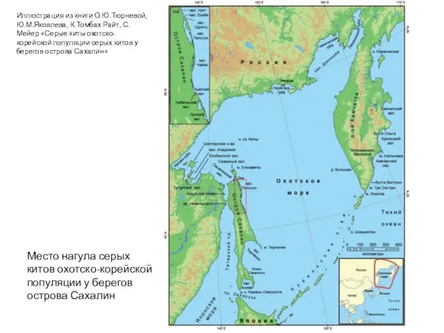 Место нагула серых китов охотско-корейской популяции у берегов острова Сахалин Иллюстрация