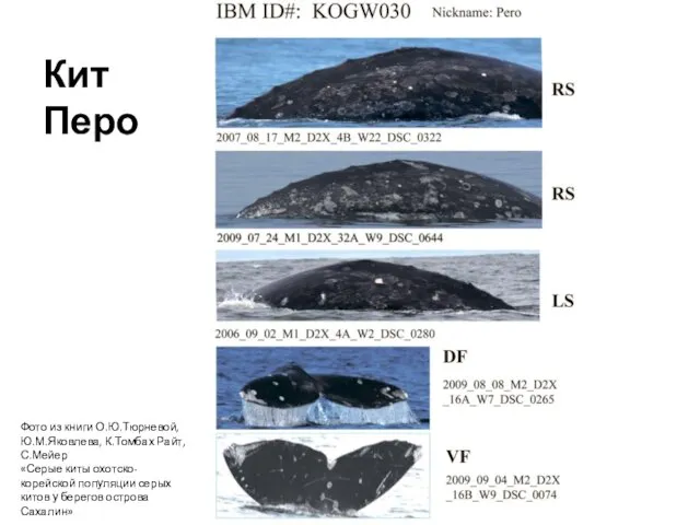 Фото из книги О.Ю.Тюрневой, Ю.М.Яковлева, К.Томбах Райт, С.Мейер «Серые киты охотско-корейской