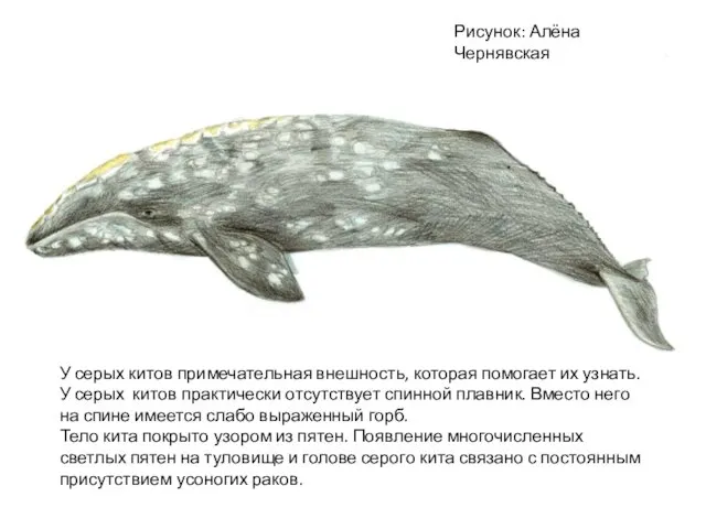 У серых китов примечательная внешность, которая помогает их узнать. У серых