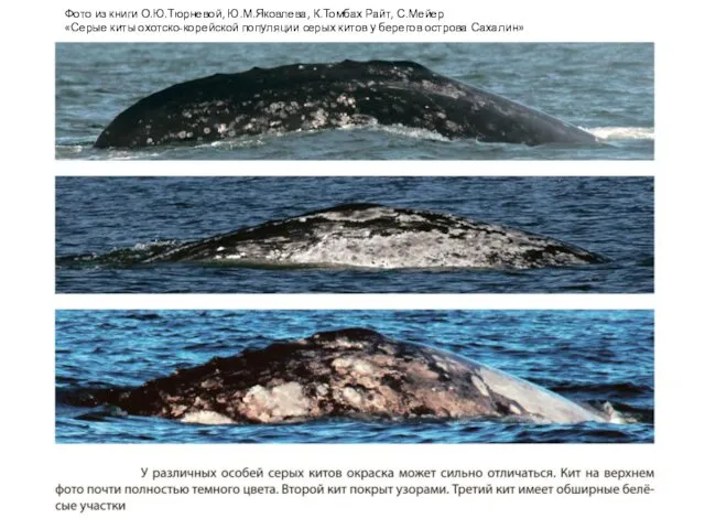 Фото из книги О.Ю.Тюрневой, Ю.М.Яковлева, К.Томбах Райт, С.Мейер «Серые киты охотско-корейской