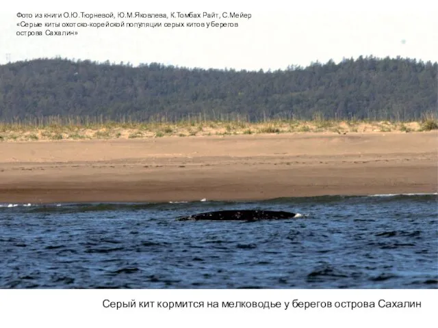 Серый кит кормится на мелководье у берегов острова Сахалин Фото из