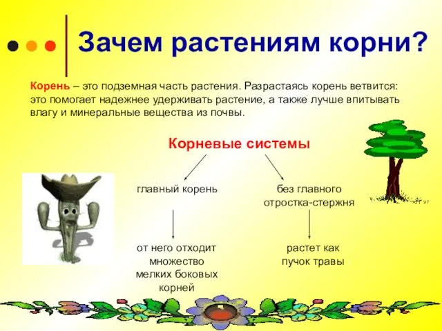 Зачем растениям корни? Корень – это подземная часть растения. Разрастаясь корень