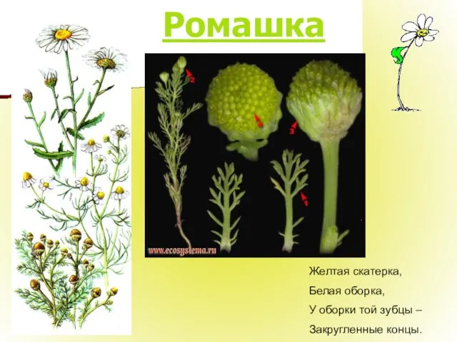 Ромашка Желтая скатерка, Белая оборка, У оборки той зубцы – Закругленные концы.