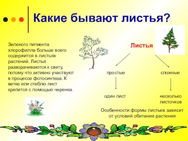 Какие бывают листья? Зеленого пигмента хлорофилла больше всего содержится в листьях