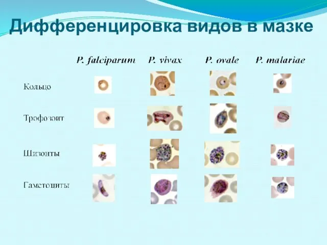 Дифференцировка видов в мазке