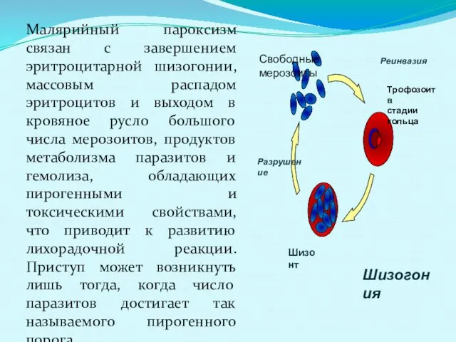 Малярийный пароксизм связан с завершением эритроцитарной шизогонии, массовым распадом эритроцитов и