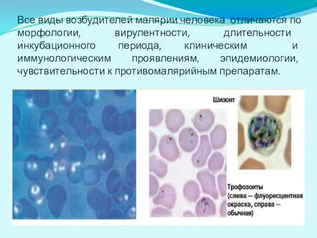 Все виды возбудителей малярии человека отличаются по морфологии, вирулентности, длительности инкубационного