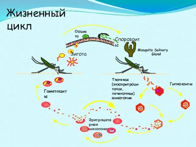 Тканевая (экзоэритроцитаная, печеночная) шизогония Жизненный цикл