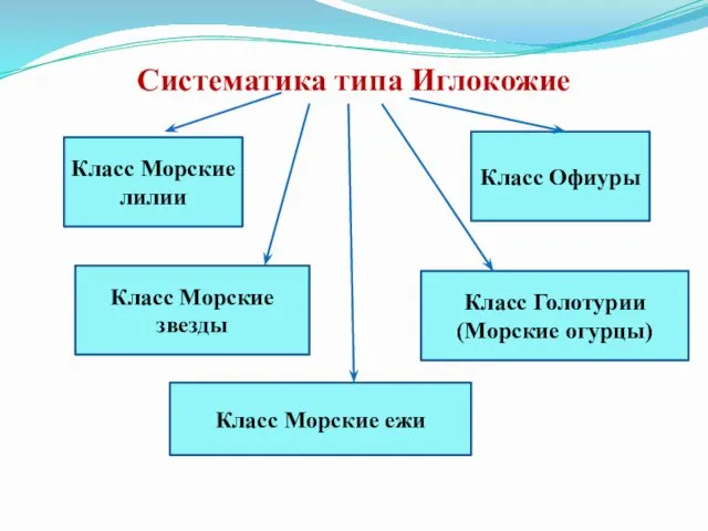 Систематика типа Иглокожие Класс Морские лилии Класс Морские ежи Класс Морские