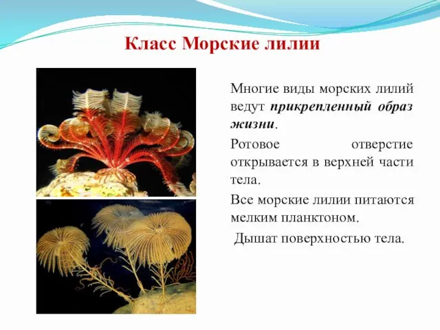 Класс Морские лилии Многие виды морских лилий ведут прикрепленный образ жизни.