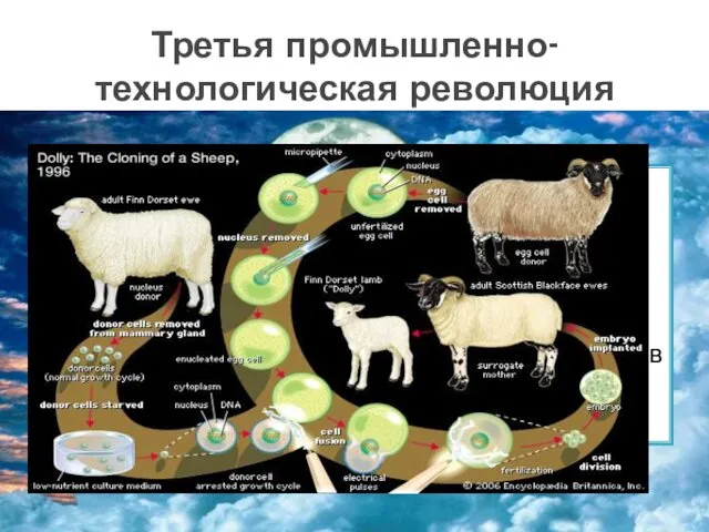 Биотехнология – продовольствие, которое не подвержено воздействию вредных насекомых и болезней.