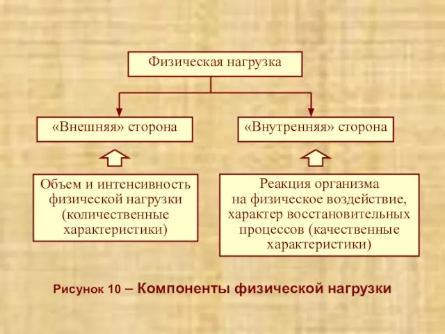 Рисунок 10 – Компоненты физической нагрузки