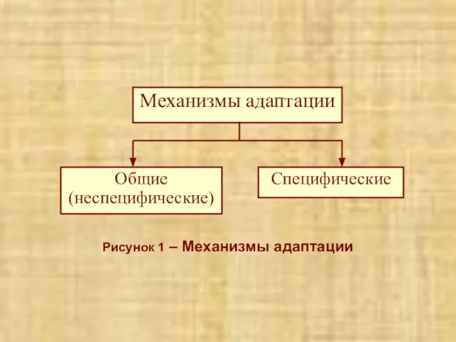 Рисунок 1 – Механизмы адаптации