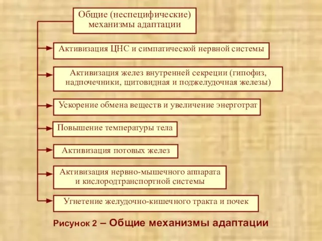 Рисунок 2 – Общие механизмы адаптации