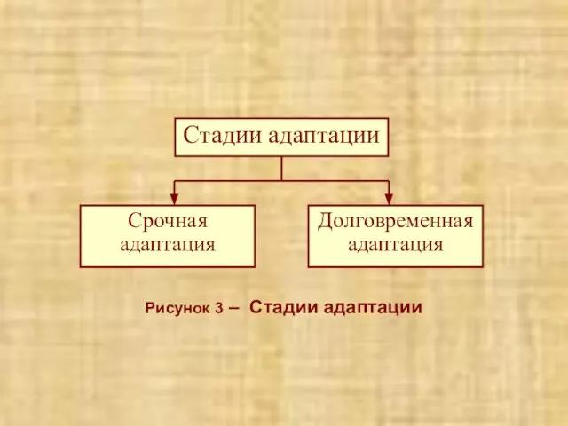 Рисунок 3 – Стадии адаптации