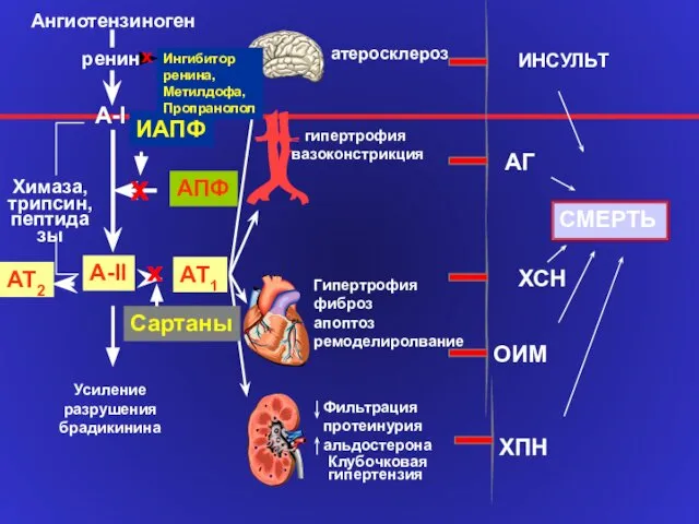 A-II АТ1 A-I Химаза, трипсин, пептидазы АПФ ИАПФ Ангиотензиноген ренин атеросклероз