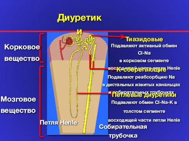 Корковое вещество Мозговое вещество Тиазидовые Подавляют активный обмен Cl-Na в корковом