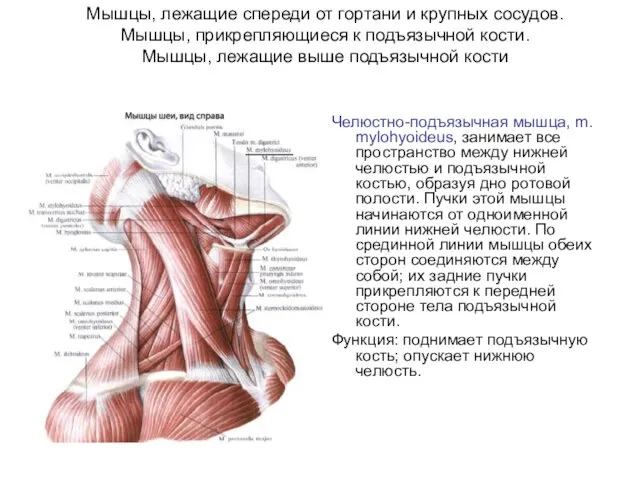 Мышцы, лежащие спереди от гортани и крупных сосудов. Мышцы, прикрепляющиеся к