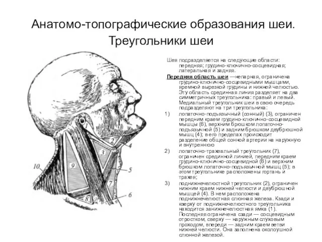 Анатомо-топографические образования шеи. Треугольники шеи Шея подразделяется на следующие области: передняя;