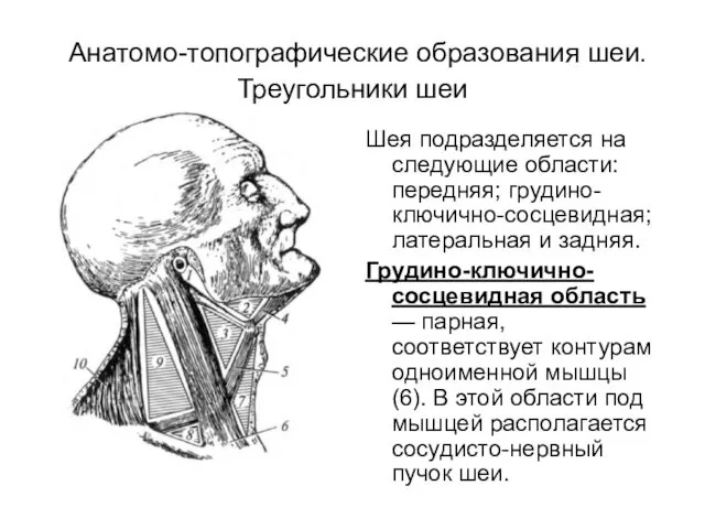 Анатомо-топографические образования шеи. Треугольники шеи Шея подразделяется на следующие области: передняя;