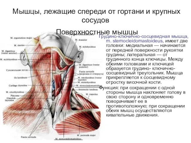 Мышцы, лежащие спереди от гортани и крупных сосудов Поверхностные мышцы Грудино-ключично-сосцевидная