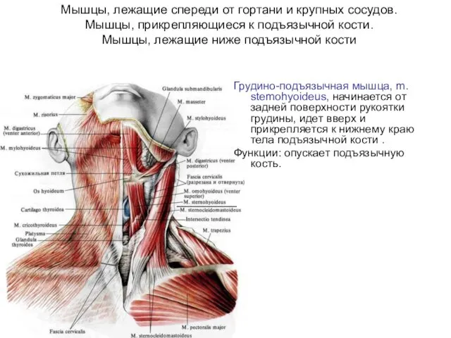 Мышцы, лежащие спереди от гортани и крупных сосудов. Мышцы, прикрепляющиеся к