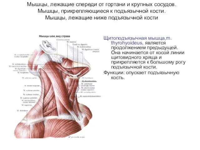 Мышцы, лежащие спереди от гортани и крупных сосудов. Мышцы, прикрепляющиеся к