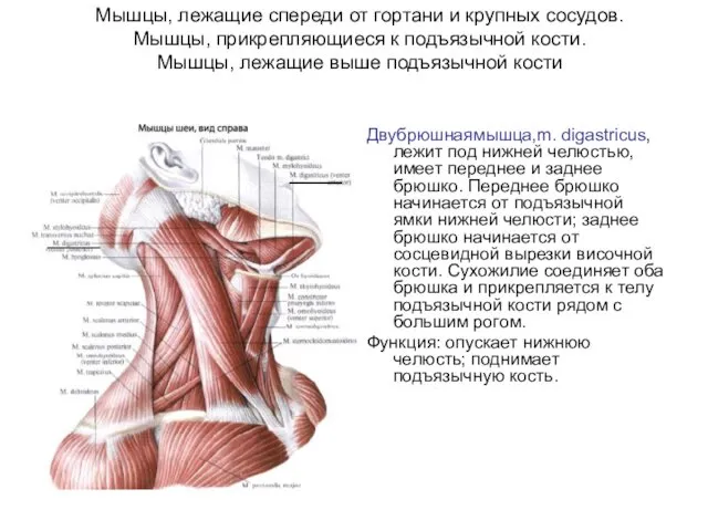 Мышцы, лежащие спереди от гортани и крупных сосудов. Мышцы, прикрепляющиеся к