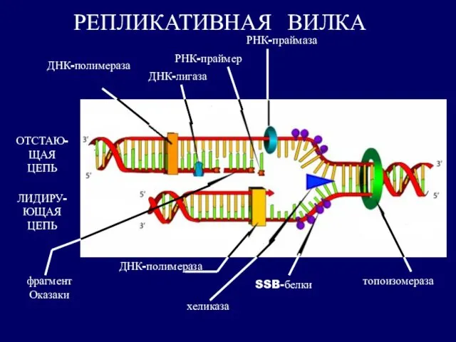 РЕПЛИКАТИВНАЯ ВИЛКА РНК-праймаза РНК-праймер ДНК-лигаза ДНК-полимераза ОТСТАЮ-ЩАЯ ЦЕПЬ ЛИДИРУ- ЮЩАЯ ЦЕПЬ