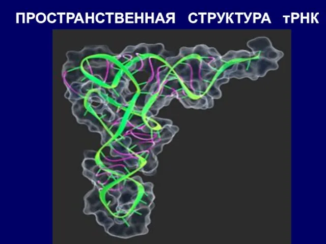 ПРОСТРАНСТВЕННАЯ СТРУКТУРА тРНК