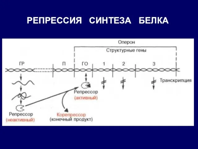 РЕПРЕССИЯ СИНТЕЗА БЕЛКА