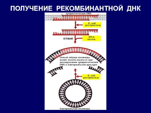 ПОЛУЧЕНИЕ РЕКОМБИНАНТНОЙ ДНК