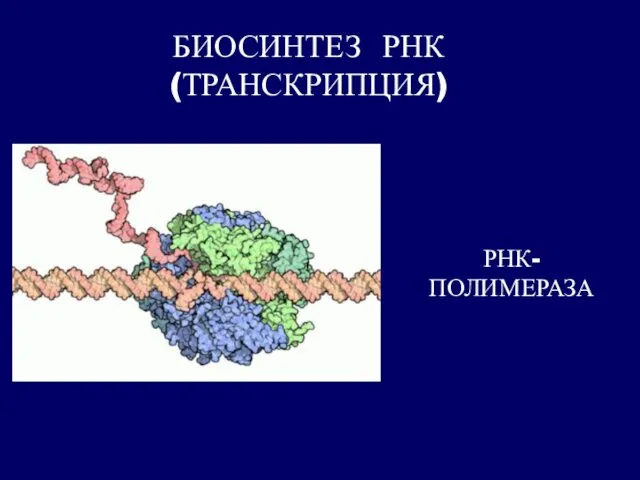 БИОСИНТЕЗ РНК (ТРАНСКРИПЦИЯ) РНК- ПОЛИМЕРАЗА