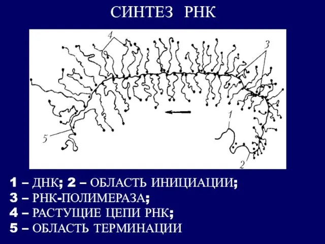 1 – ДНК; 2 – ОБЛАСТЬ ИНИЦИАЦИИ; 3 – РНК-ПОЛИМЕРАЗА; 4