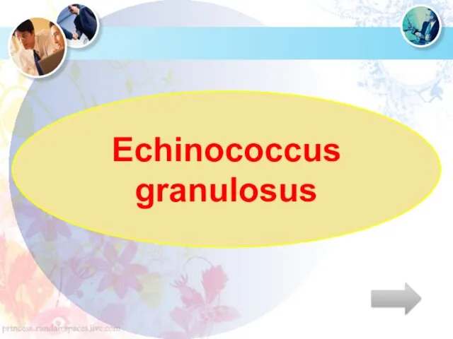 Echinococcus granulosus