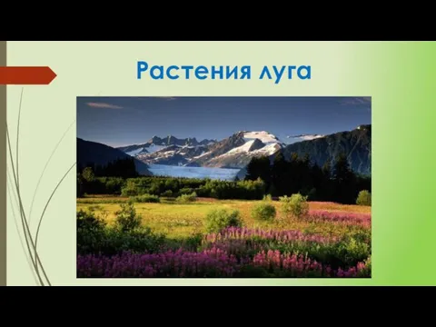 Растения луга