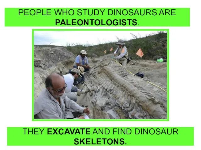 PEOPLE WHO STUDY DINOSAURS ARE PALEONTOLOGISTS. THEY EXCAVATE AND FIND DINOSAUR SKELETONS.