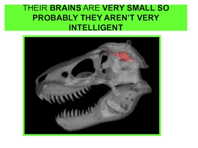 THEIR BRAINS ARE VERY SMALL SO PROBABLY THEY AREN’T VERY INTELLIGENT