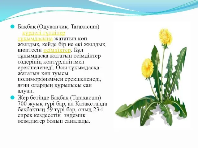 Бақбақ (Одуванчик, Taraxacum) – күрделі гүлділер тұқымдасына жататын көп жылдық, кейде