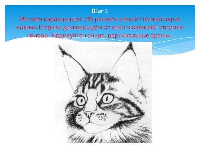 Шаг 2 Мягким карандашом 2М рисуете самый темный окрас кошки. Штрихи