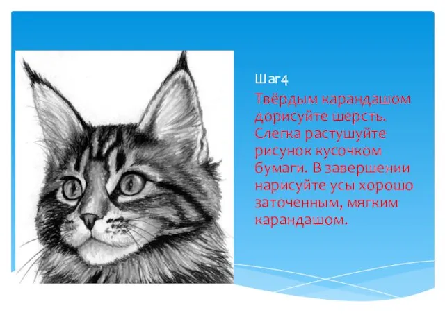 Шаг4 Твёрдым карандашом дорисуйте шерсть. Слегка растушуйте рисунок кусочком бумаги. В