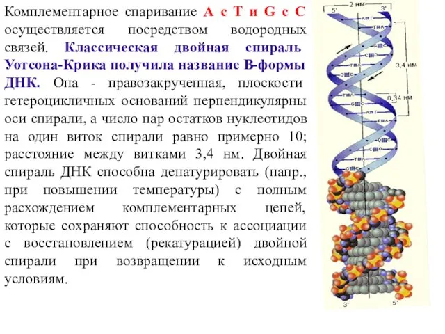 Комплементарное спаривание А с Т и G с С осуществляется посредством