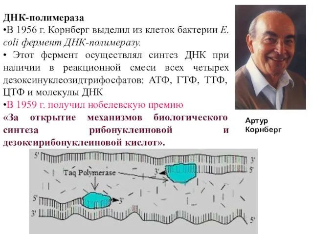 ДНК-полимераза •В 1956 г. Корнберг выделил из клеток бактерии Е. coli