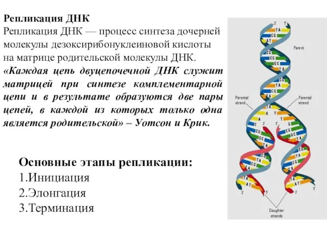 Репликация ДНК Репликация ДНК — процесс синтеза дочерней молекулы дезоксирибонуклеиновой кислоты